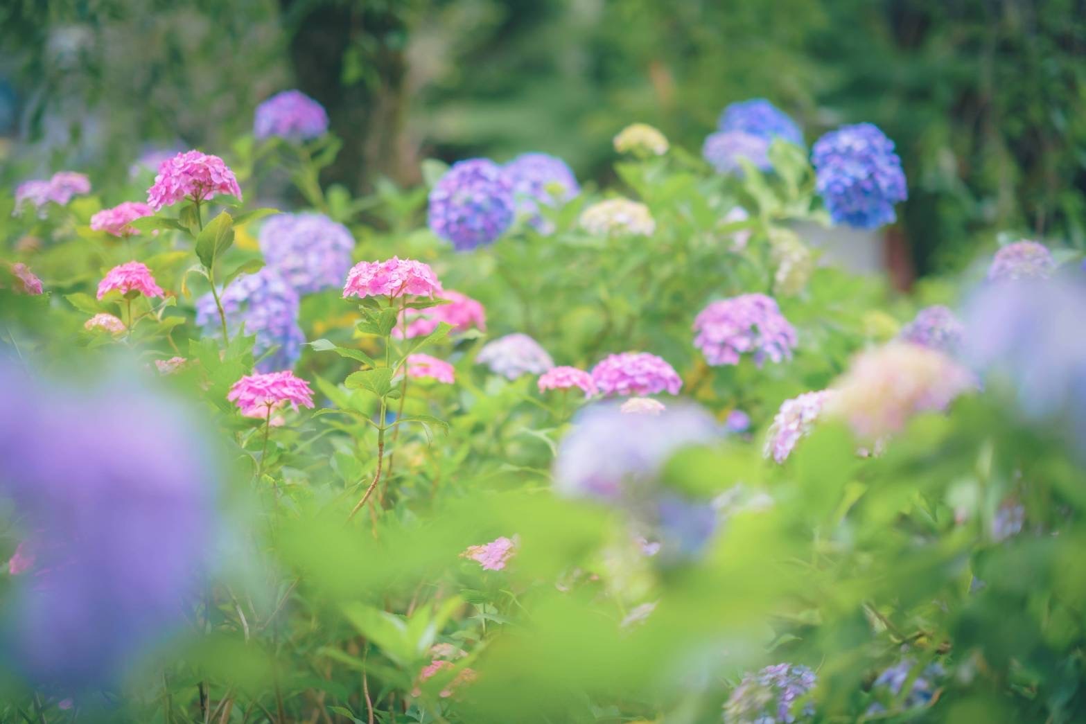 5月photo Club 小岩菖蒲園 旧中川河川敷にて花撮影 カフェ英会話 スタッフブログ